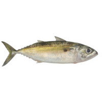 Морски лайт риболов