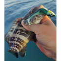 Силикон Storm 360GT Coastal Biscay Minnow BSCM09 BM