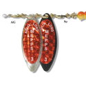 Блесна Aglia Long Redbo 400332