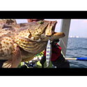 Пилкер Storm Gomoku Koika Jig KOIKA40DF3