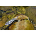 Воблер Shad Dancer SDD05 - BFL