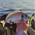 Силикон Storm 360GT Coastal Biscay Minnow BSCM09 BM