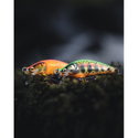 Воблер CountDown Elite CDE55 - GDAY