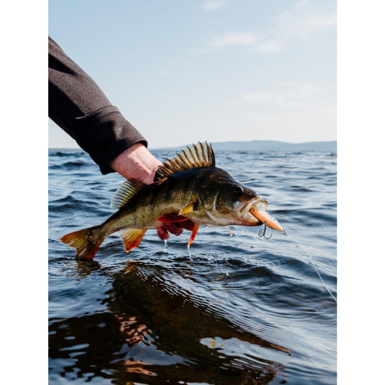Воблер Rapala X-Rap Twitchin' Shad XRTS08 - FT