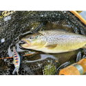 Воблер Shadow Rap Solid Shad SDRSS06 - AYU