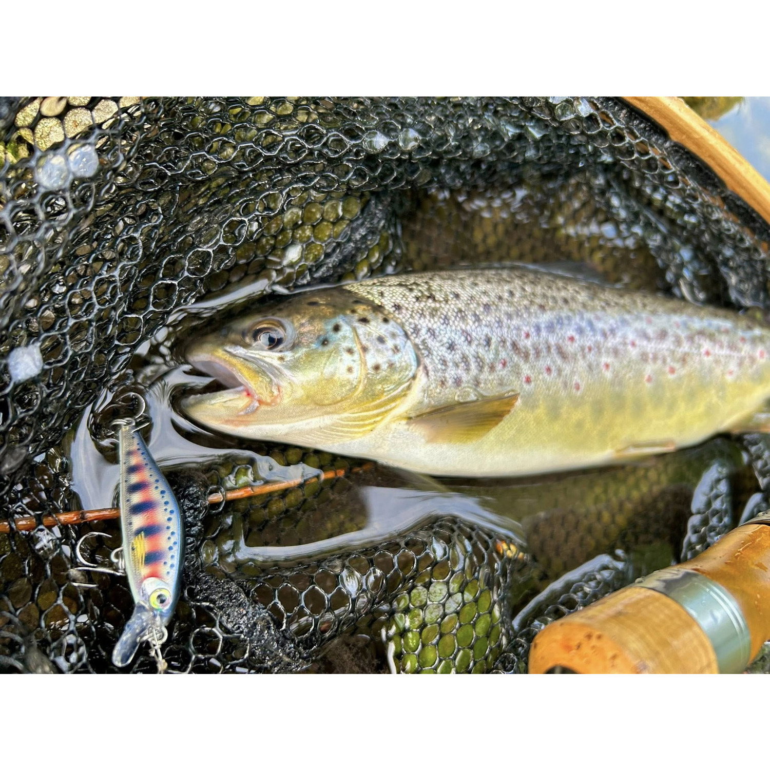 Воблер Shadow Rap Solid Shad SDRSS06 - AYU