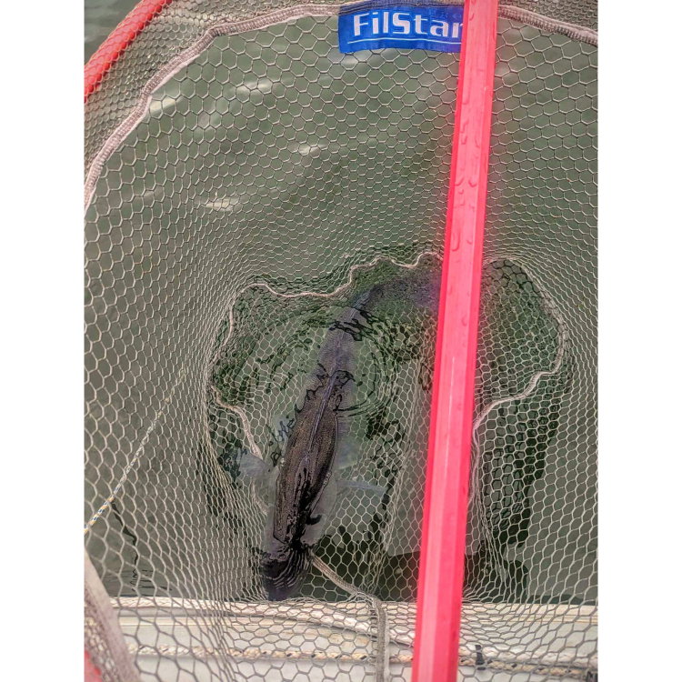Кеп FilStar Square Net 948388