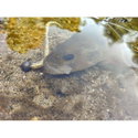 Силикон BB - Fish Curly 951099