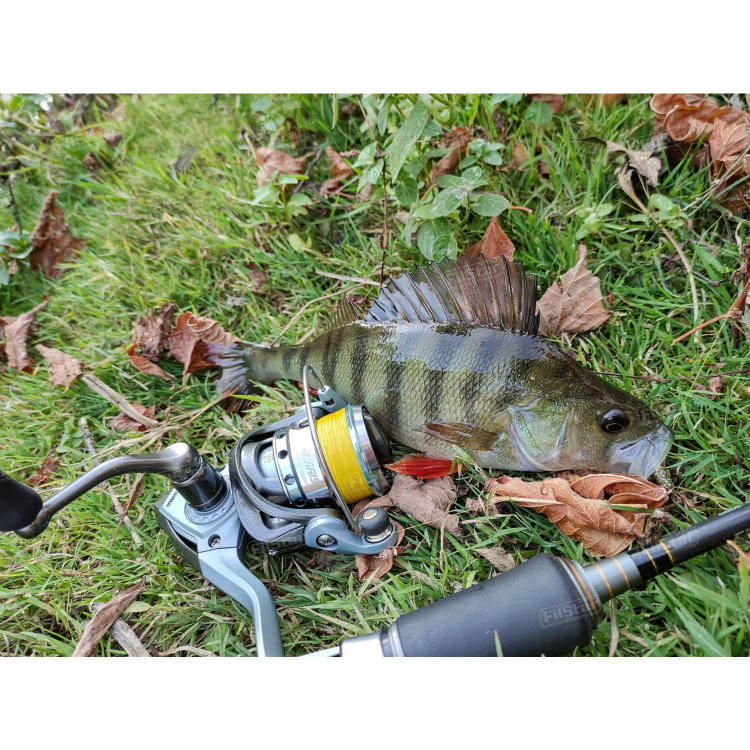 Силикон BB - Fish Curly 951099