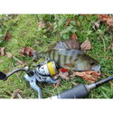 Силикон BB - Fish Curly 951099