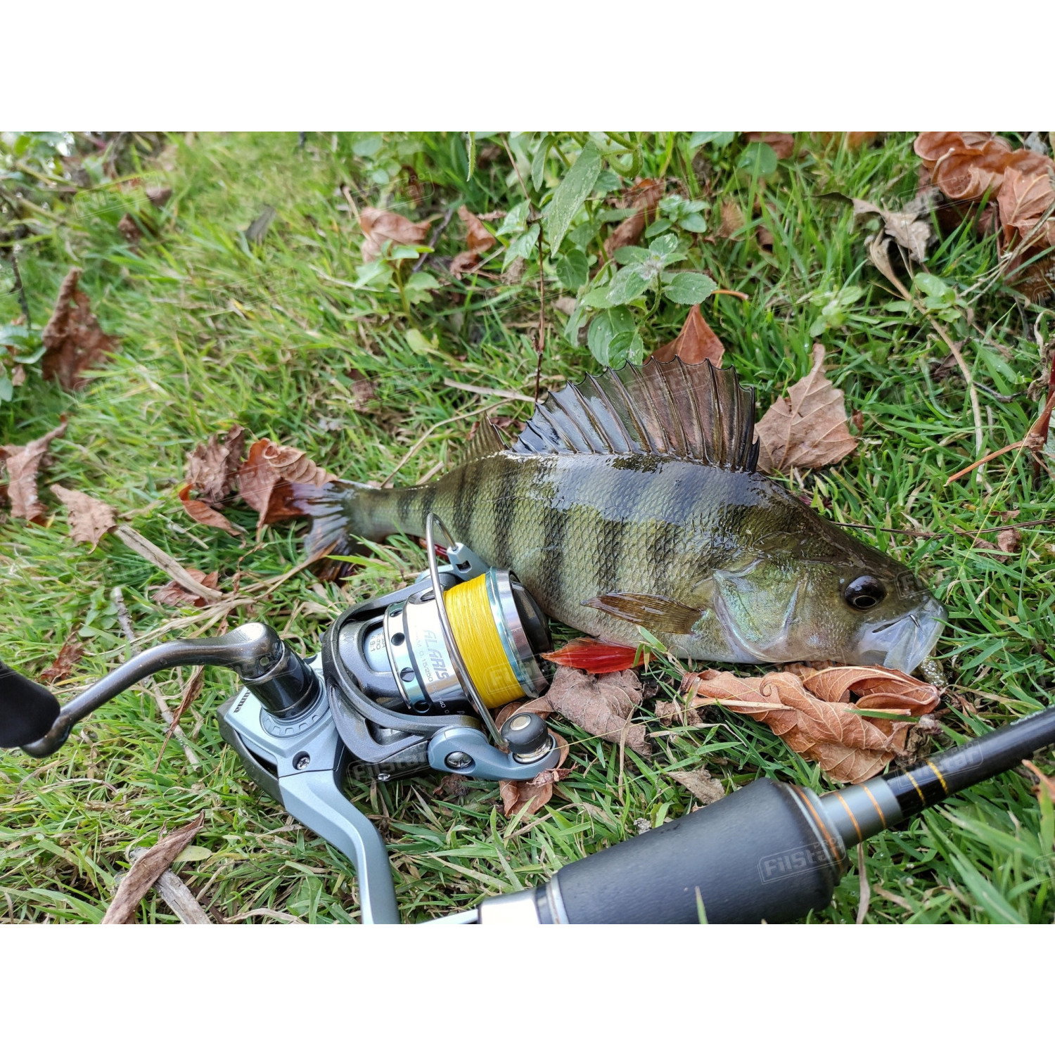 Силикон BB - Fish Curly 951099