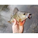 Силикон BB - Rush Craw SW 951111