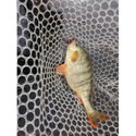 Силикон BB - Rush Craw SW 951111