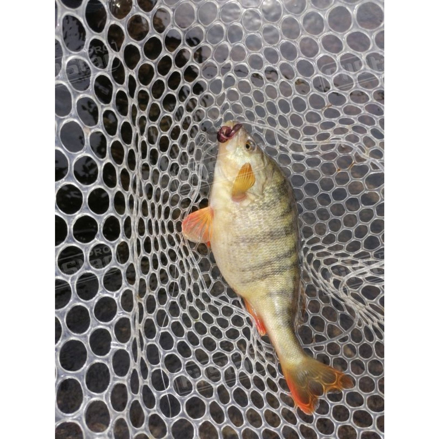 Силикон BB - Rush Craw SW 951111