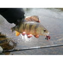 Силикон BB - Rush Craw SW 951111