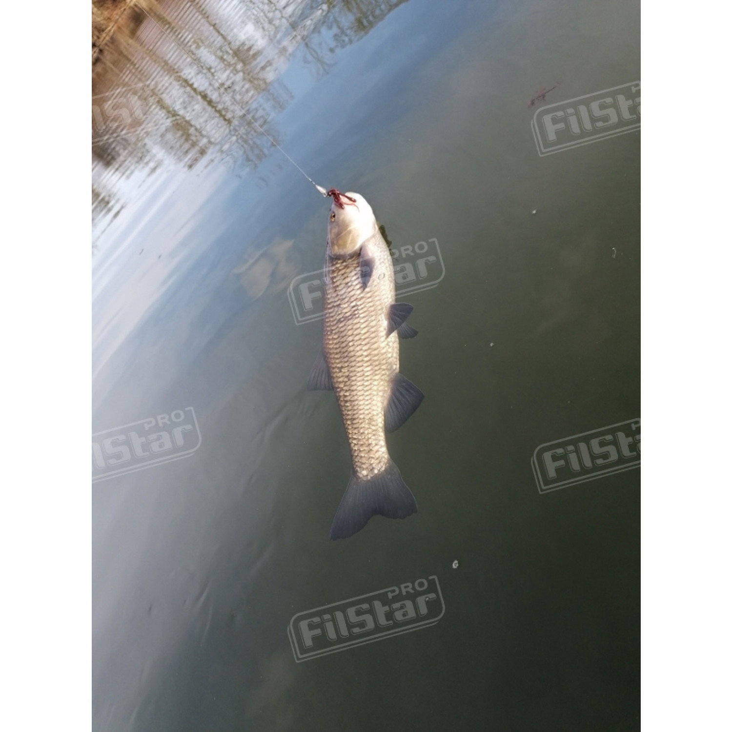 Силикон BB - Rush Craw SW 951111
