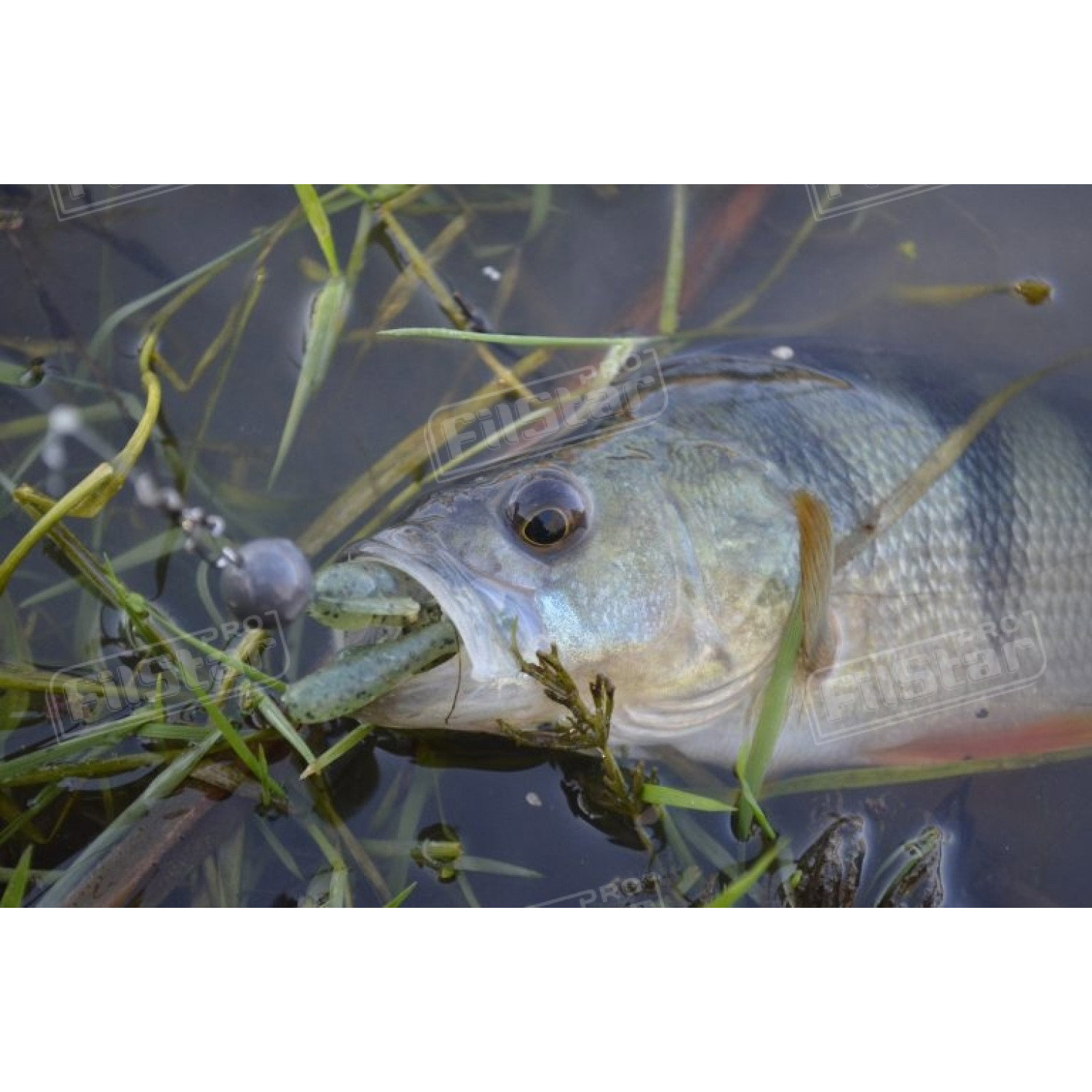 Силикон BB - Rush Craw SW 951111