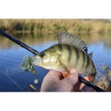 Силикон BB - Rush Craw SW 951111