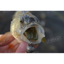 Силикон BB - Rush Craw SW 951111
