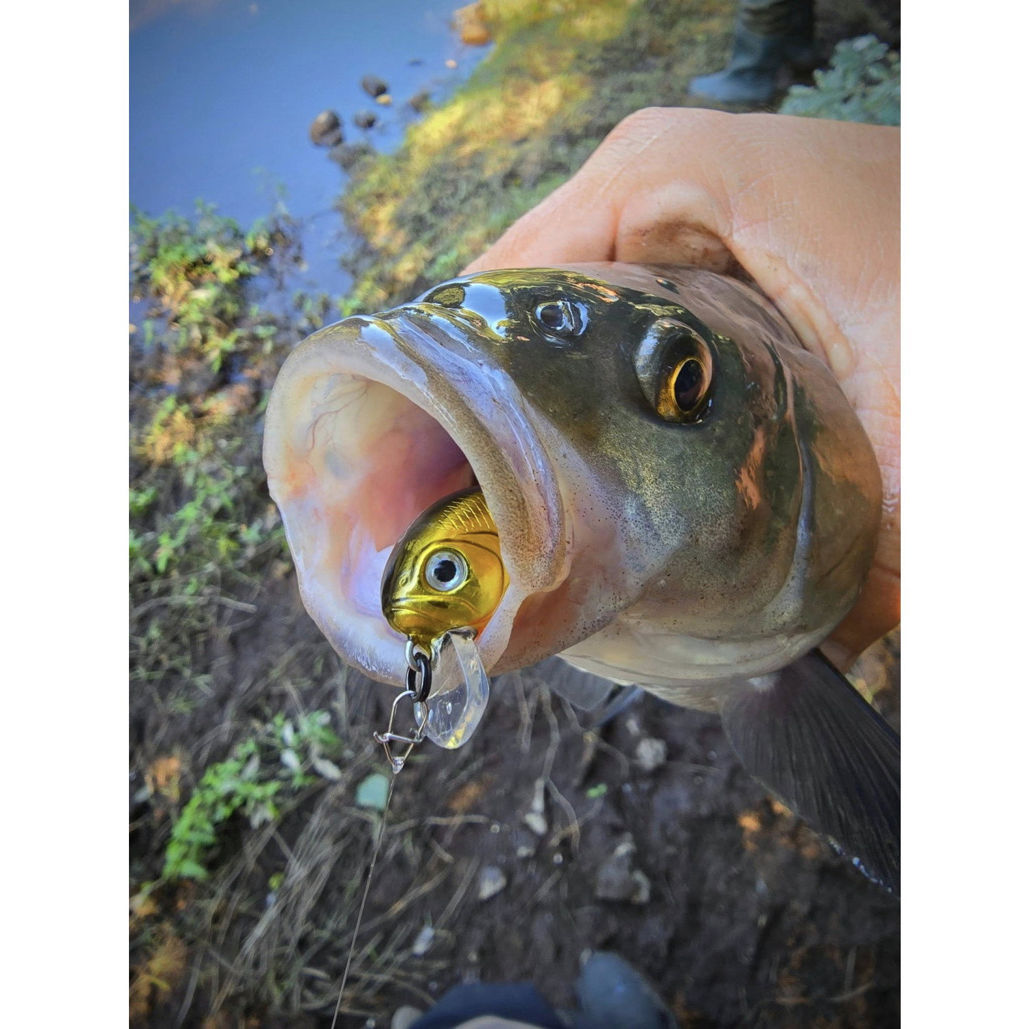 Воблер Sea Buzz Chub Bug 27F-MR