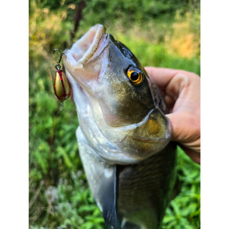 Воблер Sea Buzz Chub Bug 27F-MR