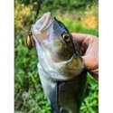 Воблер Sea Buzz Chub Bug 27F-MR