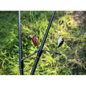 Воблер Sea Buzz Chub Bug 27F-MR