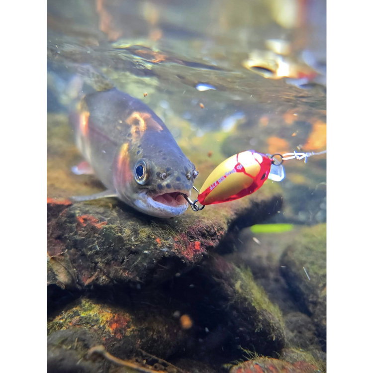 Воблер Sea Buzz Chub Bug 27F-MR