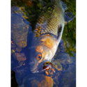 Воблер Sea Buzz Chub Bug 27F-MR