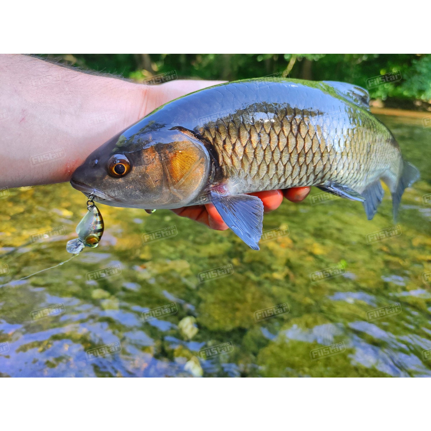 Воблер Sea Buzz Chub Bug 27F-MR