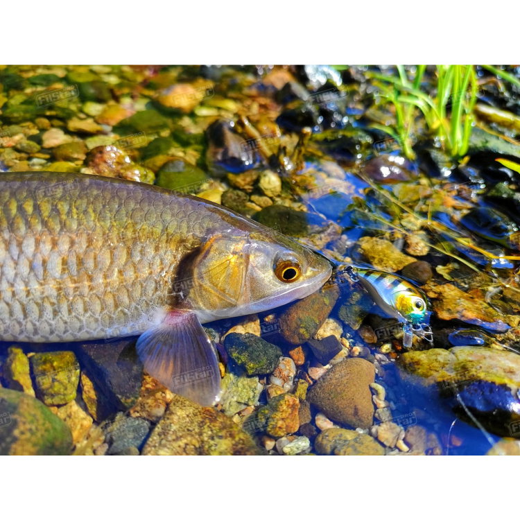 Воблер Sea Buzz Chub Bug 27F-MR