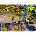 Воблер Sea Buzz Chub Bug 27F-MR