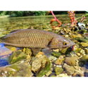 Воблер Sea Buzz Chub Bug 27F-MR