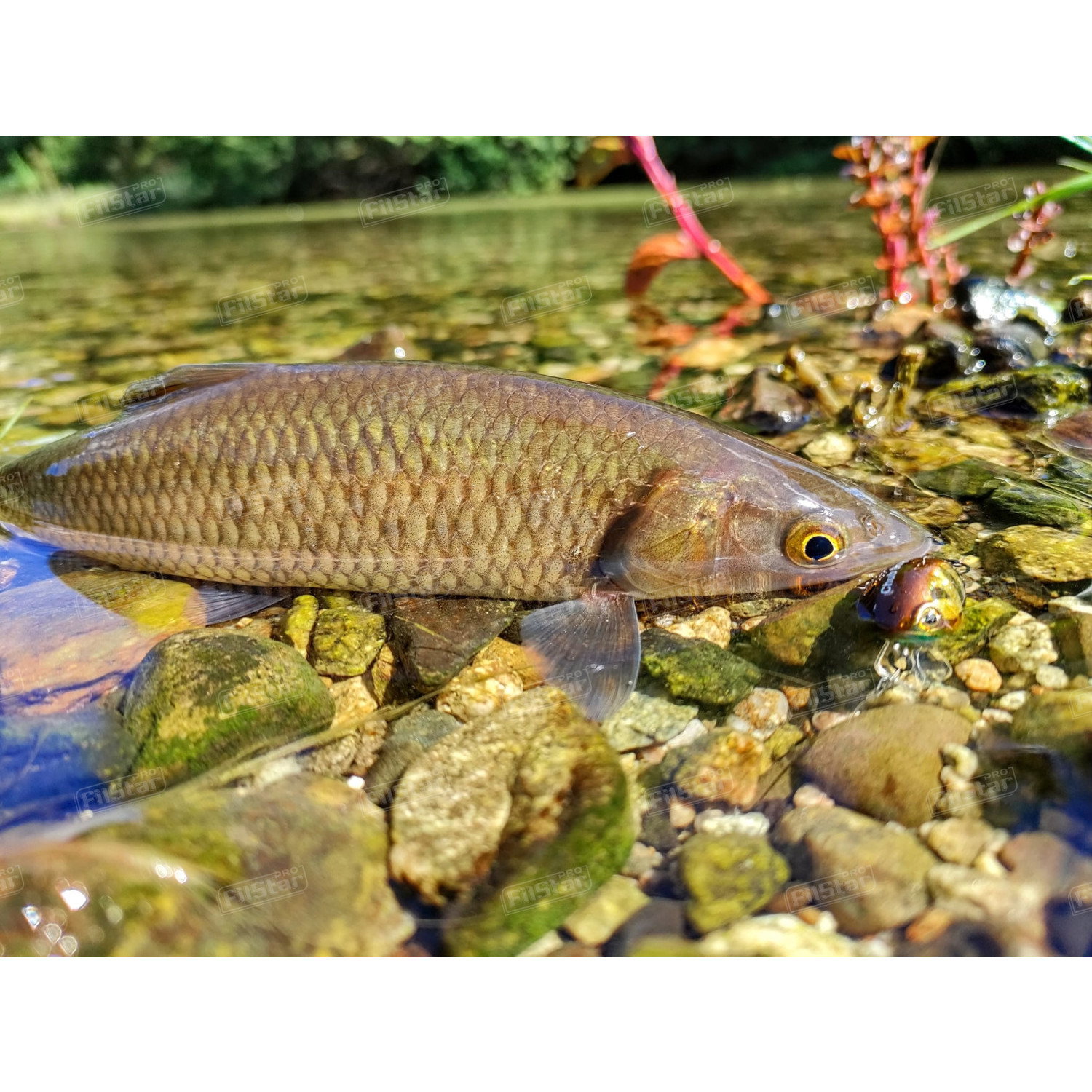 Воблер Sea Buzz Chub Bug 27F-MR