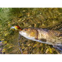 Воблер Sea Buzz Chub Bug 27F-MR