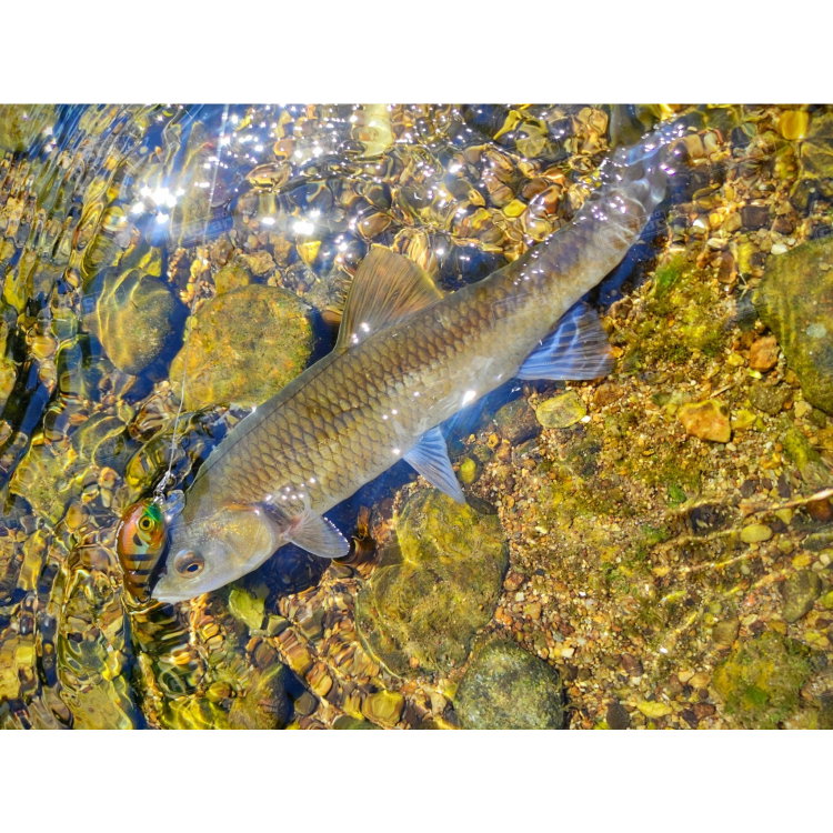Воблер Sea Buzz Chub Bug 27F-MR