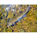 Воблер Sea Buzz Chub Bug 27F-MR