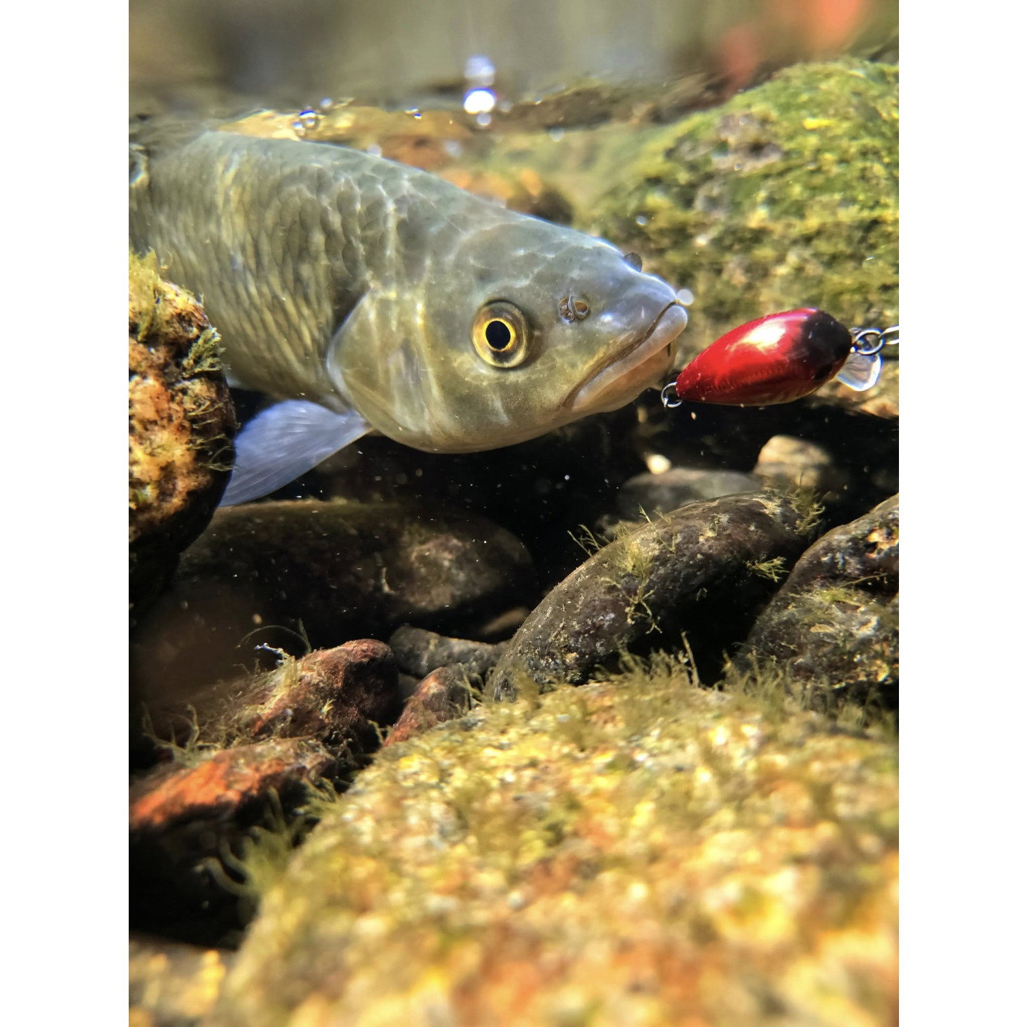 Воблер Sea Buzz Chub Bug 27F-MR