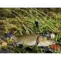 Воблер Sea Buzz Chub Bug 27F-MR