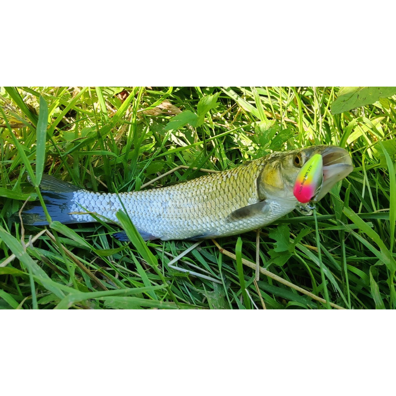 Воблер Sea Buzz Chub Bug 27F-MR