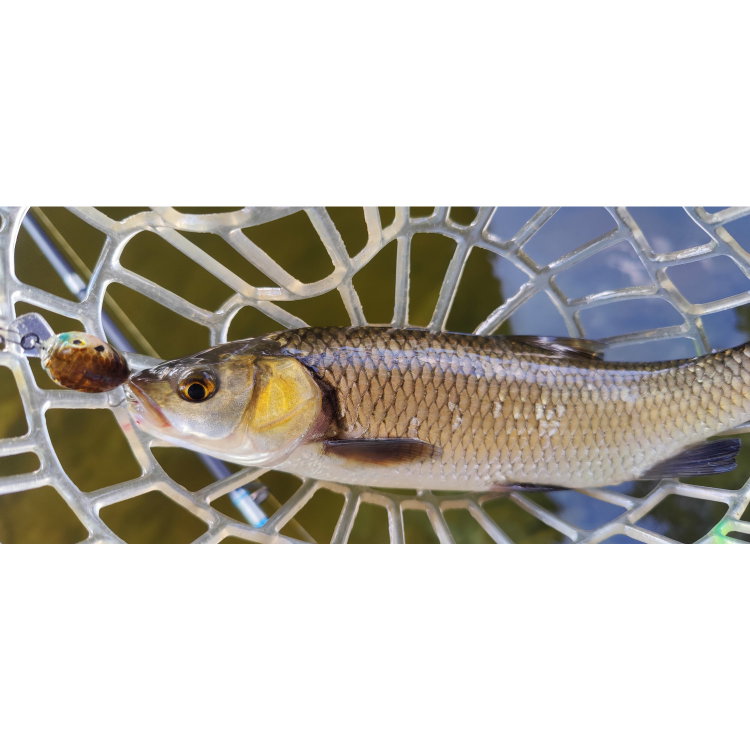 Воблер Sea Buzz Chub Bug 27F-MR