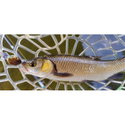 Воблер Sea Buzz Chub Bug 27F-MR