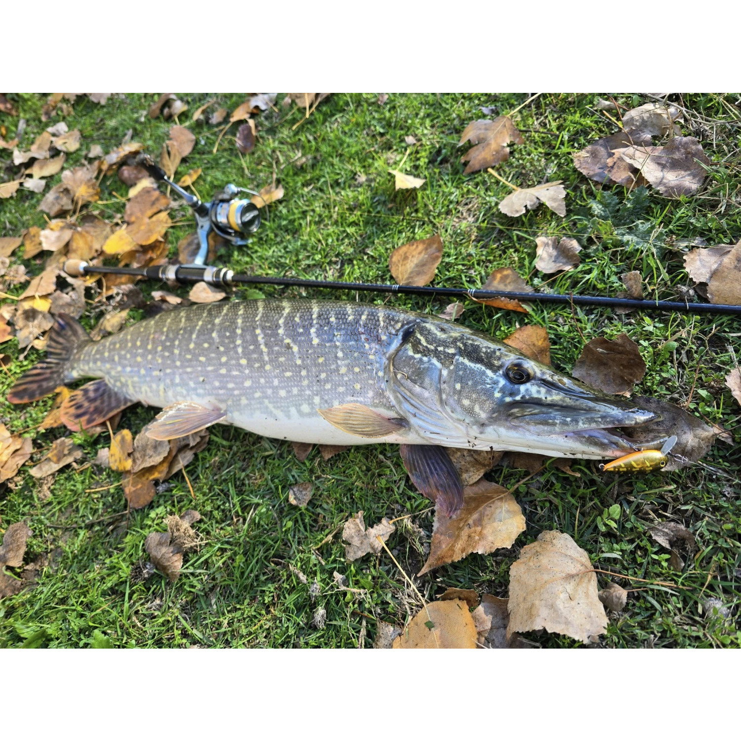 Воблер Sea Buzz Sparky Crank 40F-MR