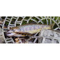 Воблер Sea Buzz TJ Minnow 50SP-SR