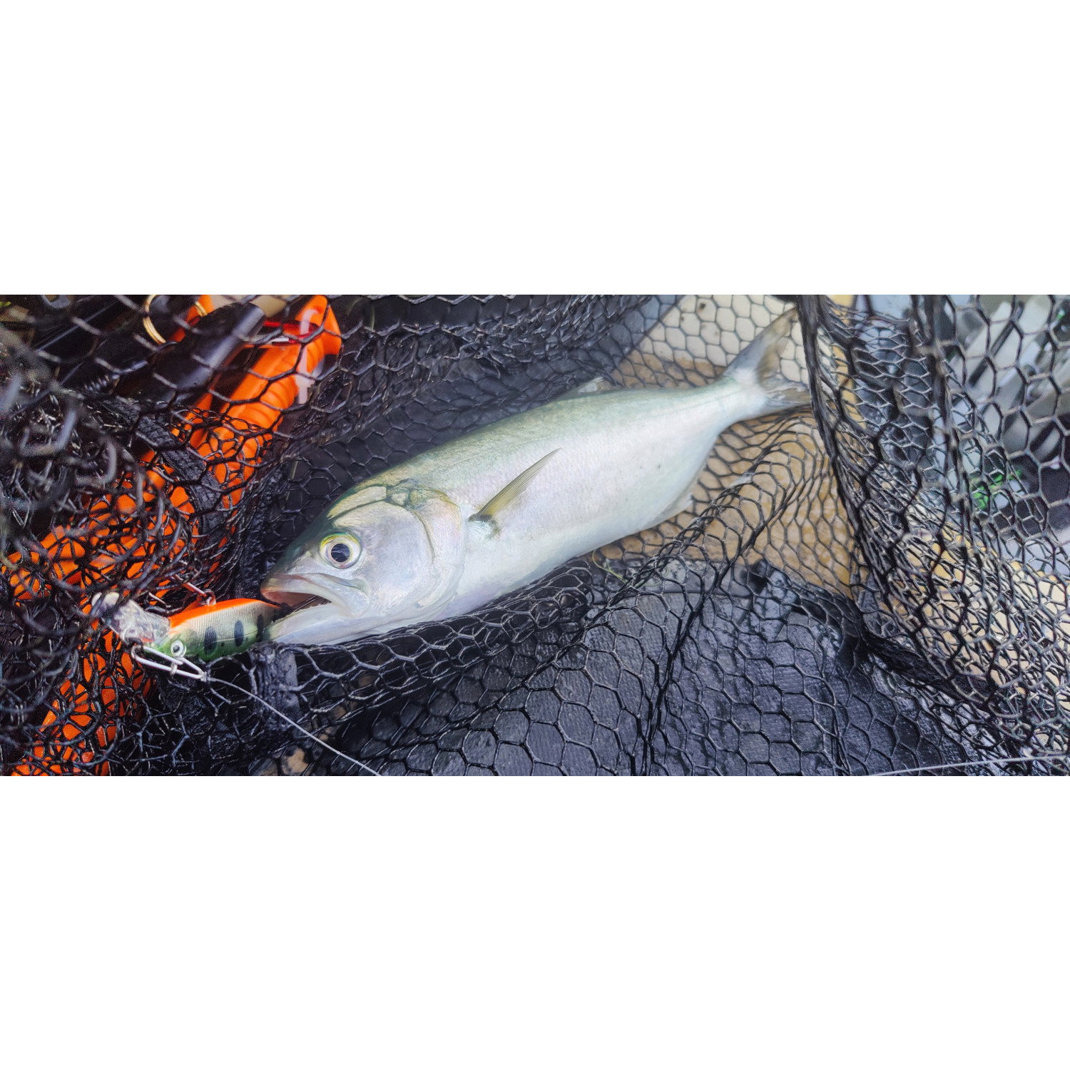 Воблер Sea Buzz TJ Minnow 50SP-SR
