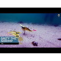Силикон Westin Salty Тhe Shrimp Jig S122-268-143