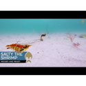 Силикон Westin Salty The Shrimp R'N R S110-267-006