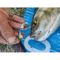 Спинер Westin DropBite Tungsten Spin Tail Jig P101-122-076