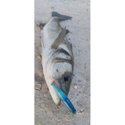 Воблер Sea Buzz Panic Tail 95F 955503
