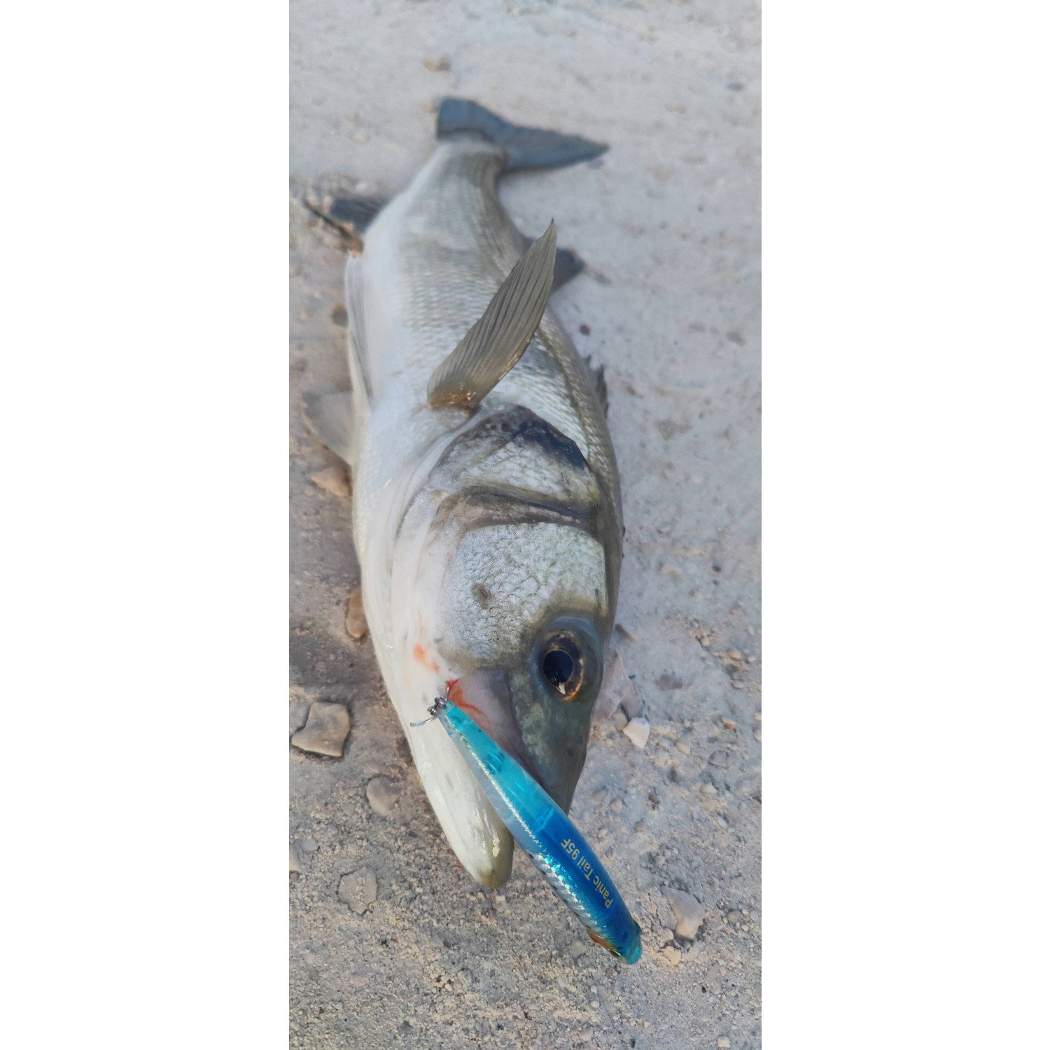 Воблер Sea Buzz Panic Tail 95F 955503